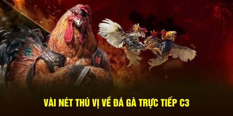 Vài nét thú vị về đá gà trực tiếp C3