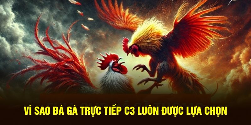 Vì sao đá gà trực tiếp C3 luôn được lựa chọn